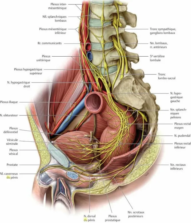 Figure 4 : innervation du bas appareil urinaire  [20].