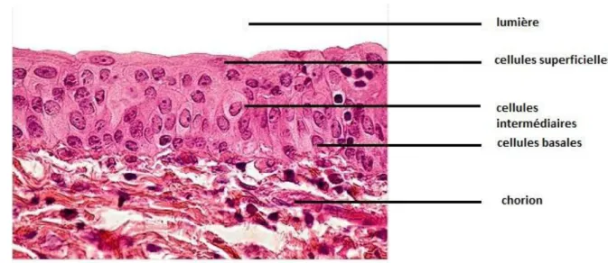 Figure 5: Coupe histologique de l’urothélium montrant les différents types de  Cellules  [22].