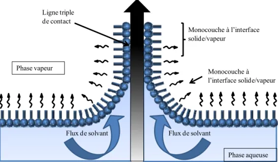 Figure 2. Assemblage par la technique de Langmuir-Blodgett : dépôt d’une monocouche flottante entre  l’interface liquide/vapeur sur un solide lors du retrait de ce solide