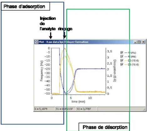 Figure 25. Courbes type d’adsorption et de désorption d’un analyte obtenues avec la technologie QCM : en bleu  la variation de la fréquence de résonance, en jaune la dissipation