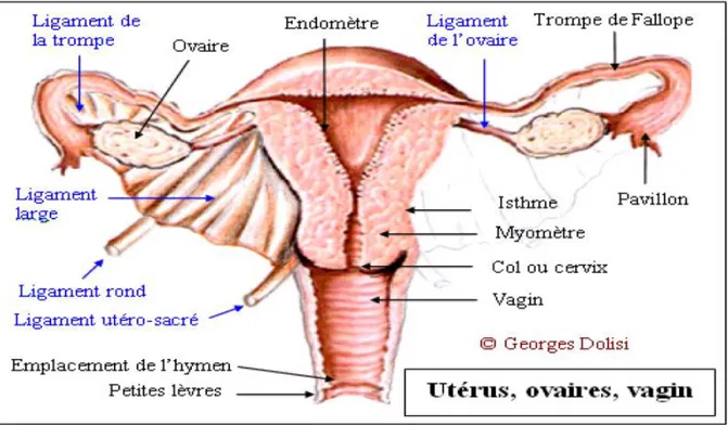 Figure 1 : Moyens de fixité de l’utérus. 