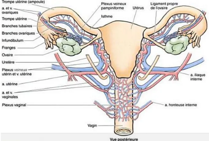 Figure 2 : Vascularisation artérielle et drainage veineux de l'utérus, du vagin et des ovaires