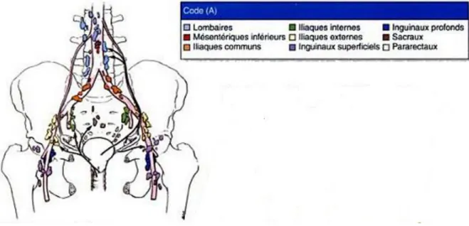 Figure 3 : Drainage lymphatique de l'utérus et des trompes. 