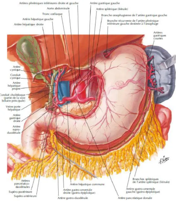 Figure 3: La vascularisation artérielle de l'estomac(3) 