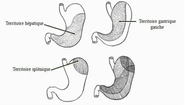 Figure 5: Territoires de drainage lymphatique de l'estomac(4) 