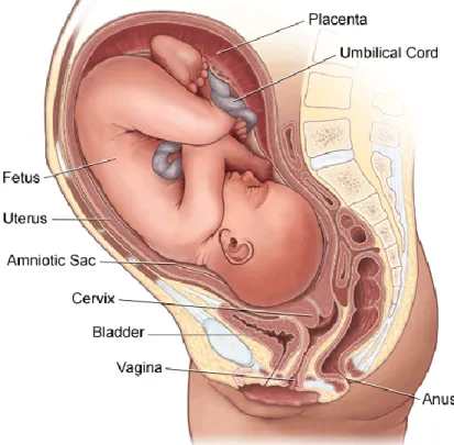 Figure 1.2: Anatomy of pregnant woman uterus (“Stanford Children’s Health” ) 