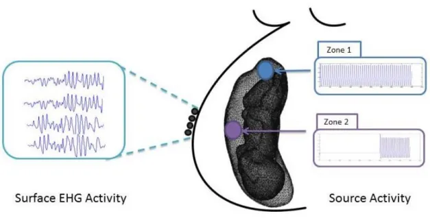 Figure   2.8: Simulated Uterine EHG signals from source cells 