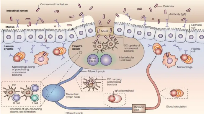 Figure 3: Le système immunitaire intestinal (GALT : Gut associated lymphoid tissue) [44]