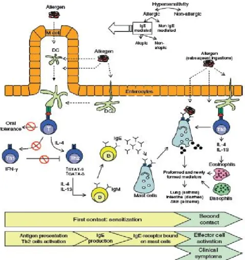 Figure 4 : Mécanismes cellulaires de l’allergie aux aliments [49]. 