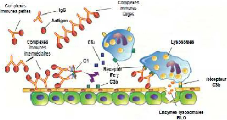 Figure 30 : Mécanisme de l’hypersensibilité de type III [65]. 