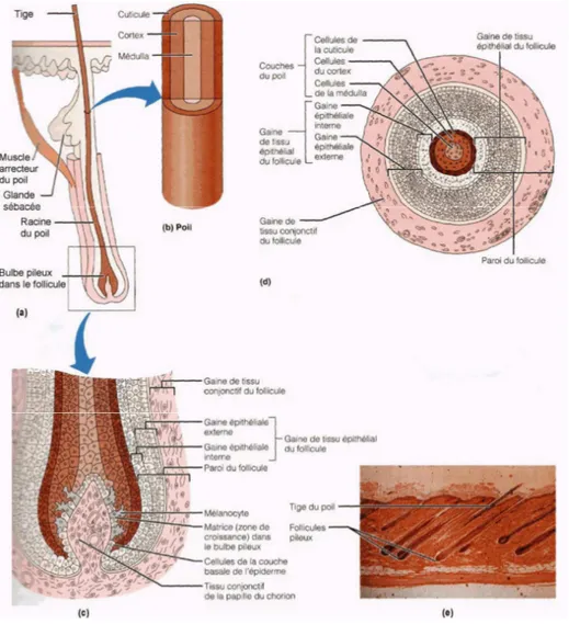 Figure 9 : Structure du poil et de son follicule [3]. 