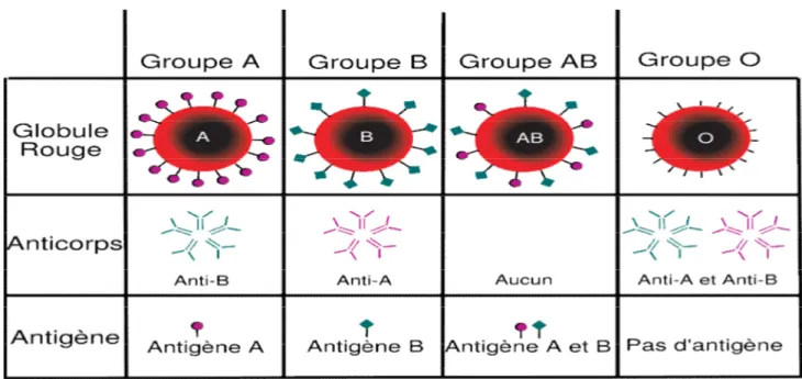 Tableau I : Groupes sanguins ABO 