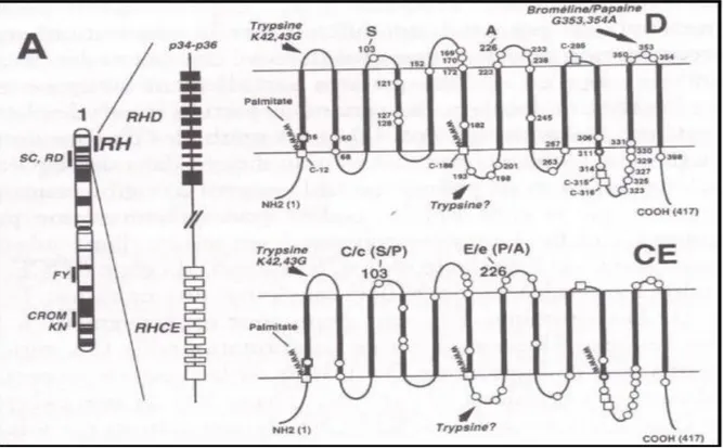 Figure 4 : Représentation schématique du locus RH localisé sur le chromosome 1p34 