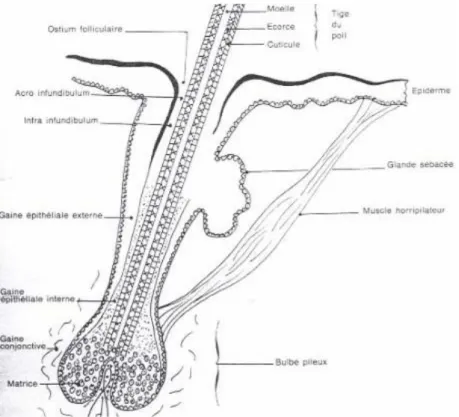 Figure 4 : Le follicule pilo-sébacé (25). 