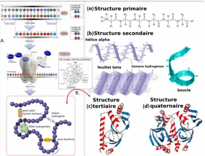 Figure 4: Synthèse et repliements des protéines : (A)- Schéma général de la synthèse des  protéines : transcription de l’ADN en ARN messager (ARNm), puis traduction de l’ARNm en  séquence d’acides aminés choisis parmi les 20 existants, classés ici selon le