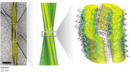 Figure 7: structure de la fibrille à six protofilaments [28]. 
