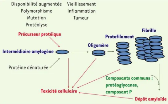 Figure 8: Mécanismes généraux des amyloses [24]. Le précurseur protéique est l’objet de  modifications quantitatives ou qualitatives dans un contexte pathologique variable  (inflammation, prolifération cellulaire, vieillissement), et change de conformation