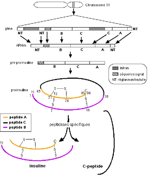 Figure 3. Représentation schématique de la biosynthèse de l'insuline[15] 