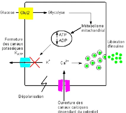 Figure 4. Représentation schématique des mécanismes de stimulation  de la sécrétion de l'insuline par le glucose[19] 