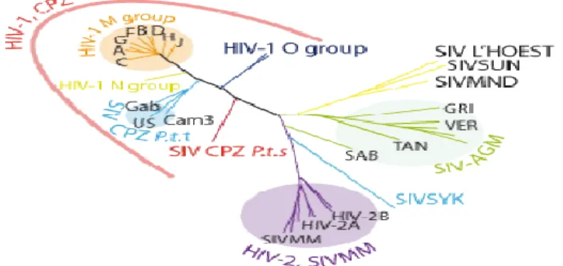 Figure 1. Arbre phylogénétique des différents types de VIH et de SIV 89                                                      