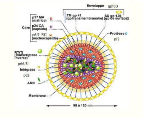 Figure 4. Structure du VIH-1  Traité de virologie médicale, Pr J.-M. Huraux . 