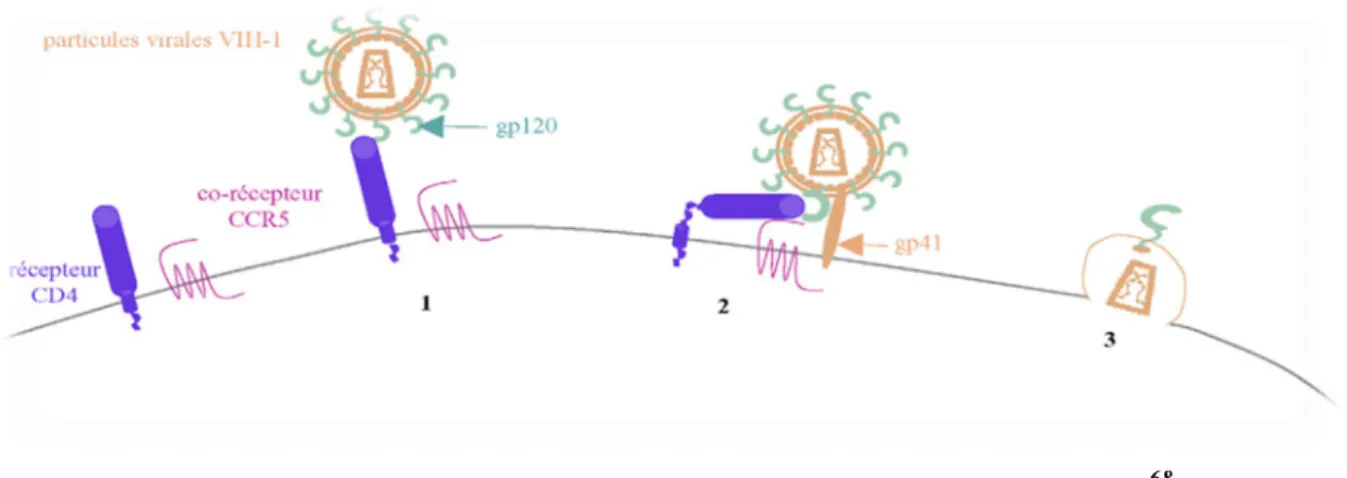 Figure 6. La fusion membranaire entre le VIH-1 et la cellule cible 68