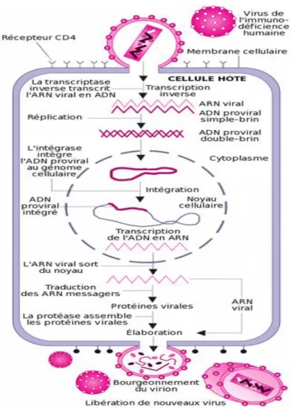 Figure 7.  Cycle de réplication 1