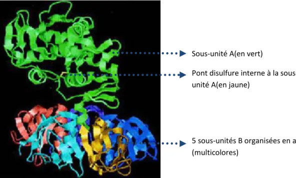 Figure 2. Représentation tridimensionnelle de la Shigatoxine 2. (147)  A: active                    B: binding 