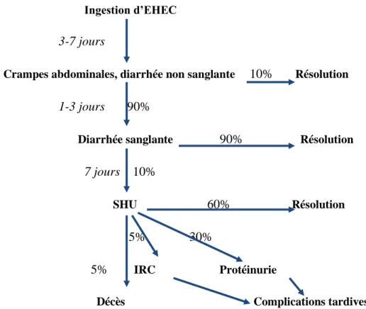Figure  7.  Evolutions  cliniques  après  ingestion  de  souches  Escherichia  coli  entérohémorragique sérotype O157:H7 (d’après (139))