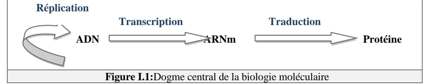Figure I.1:Dogme central de la biologie moléculaire 