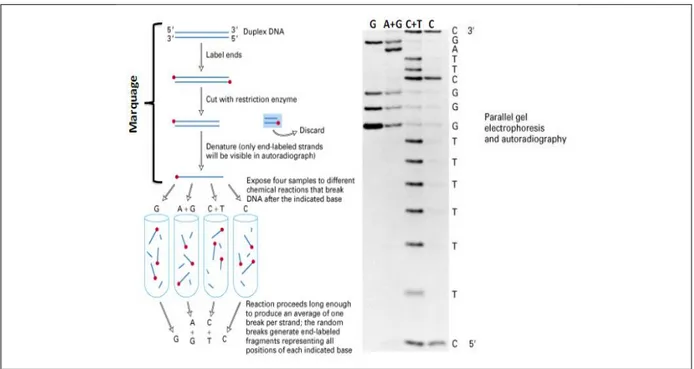 Figure I.5 : Schéma récapitulatif de la méthode de séquençage de Maxim et Gilbert  (http://departments.oxy.edu/biology/Stillman/bi221/092200/lecture_notes.htm) 