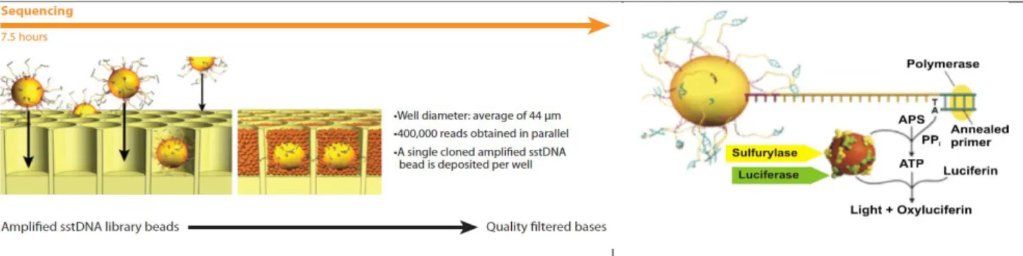 Figure I.13 : Schéma simplifié de Pyroséquençage sur PTP 454 (http://www.454.com/) 