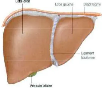 Figure 1 : Face diaphragmatique du foie. 