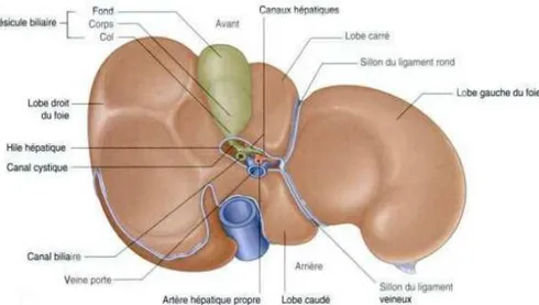 Figure 2 : Face viscérale du foie. 