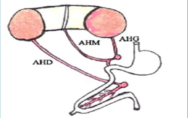 Figure 5: Les artères embryonnaires d’après Gillot, AHD : artère hépatique droite,             AHM : artère hépatique moyenne, AHG : artère hépatique gauche [26] 