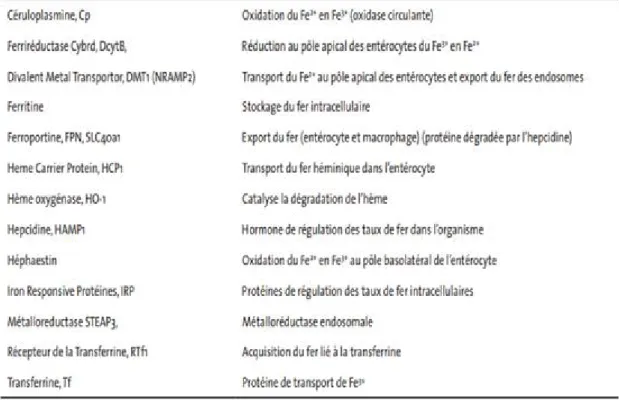 Tableau IV: fonction des protéines impliquées dans le métabolisme du fer [15].