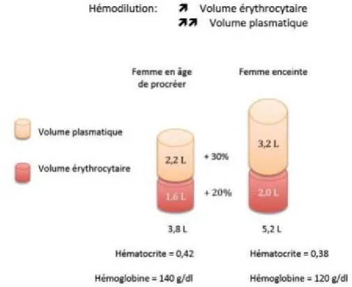 Figure 6: Hémodilution de la grossesse [32].
