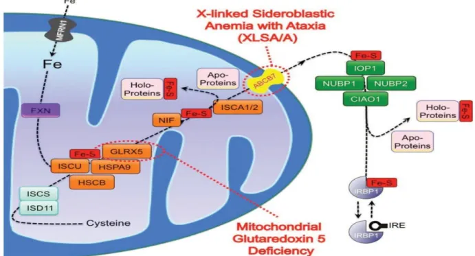 Figure 4: Les voies intra et extra mitochondriales de la synthèse de cluster Fe-S et de  leur assemblage aux apoprotéines [29]