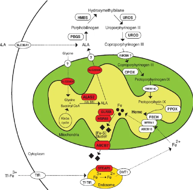 Figure 6: Représentation schématique de la voie de biosynthèse de l'hème  et la  biosynthèse des clusters Fer-Soufre ainsi que les différentes mutations responsable de 