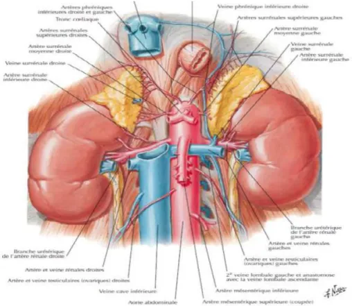 Figure 10:Vascularisation artérielle des glandes surrénales 