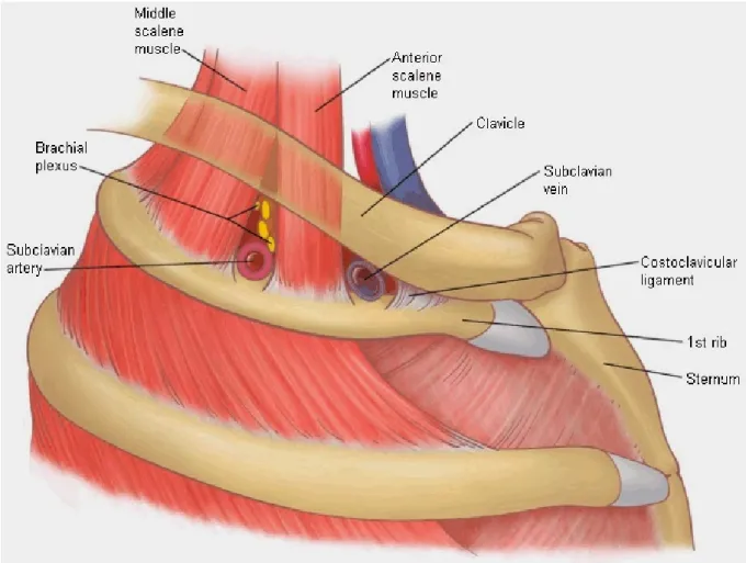 Figure 2 : localisation du plexus brachial 