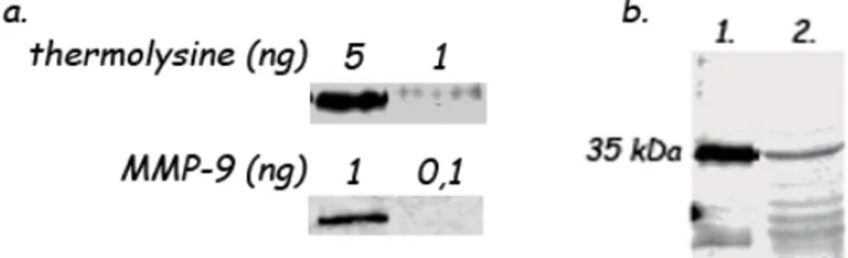 Figure 1.22 : Résultats de l’étude de Chan et al. ; a, test de la sensibilité de détection de la  sonde développée sur une gamme de thermolysine et de MMP-9 (Les résultats les plus  sensibles sont présentés) ; b, détection de 200  ng  de  thermolysine  pur