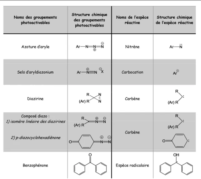 Tableau 1.6 : Récapitulatif des espèces utilisées pour le marquage par photoaffinité. 