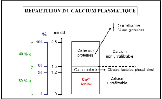 Figure 3 : Répartition du calcium plasmatique [3]. 