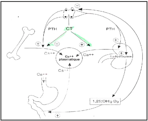 Figure 4 : Régulation de la calcémie [4]. 