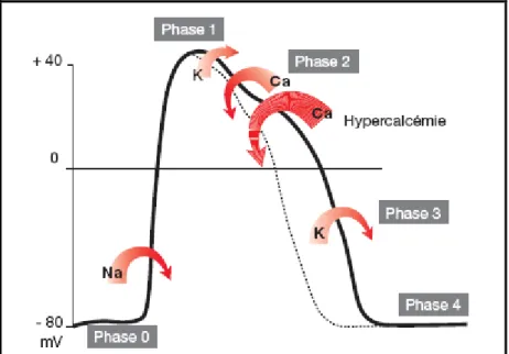 Figure 7: Hypercalcémie et potentiel d’action de la cellule myocardique [13]. 