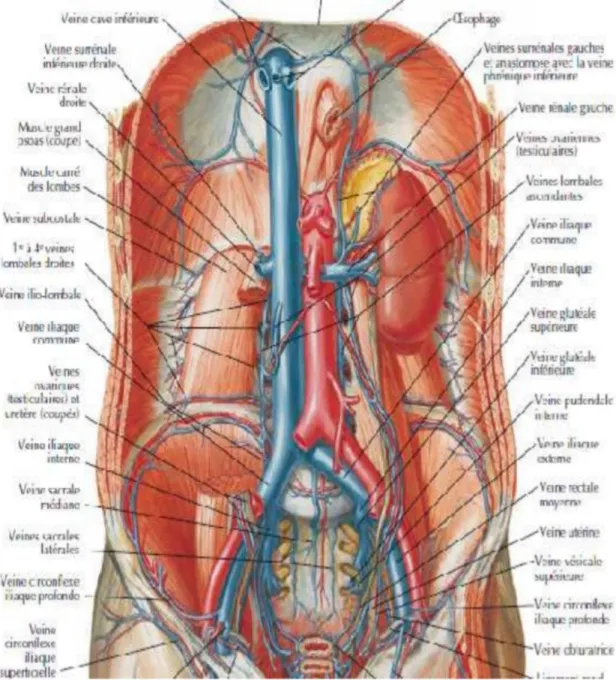 Figure 4: Les rapports anatomiques de l’aorte abdominale. 