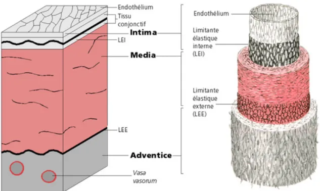 Figure 5 : : La Structure de la paroi aortique et l’aspect du Vasa-vasorum au  niveau de l’adventice (7) 