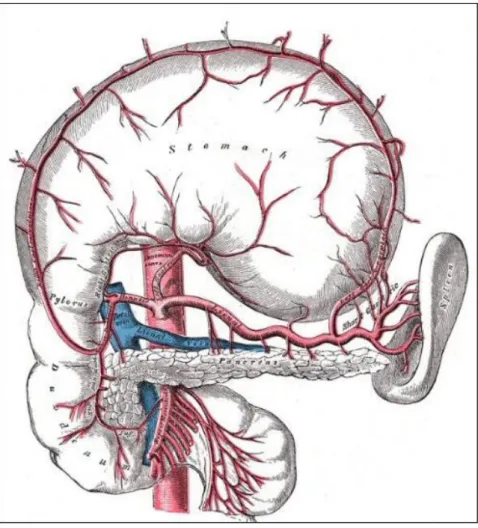 Figure 4 : l’artère splénique et ses branches 