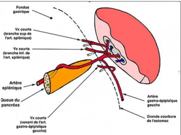 Figure 5 : Terminaison de l’artère splénique  [2] 